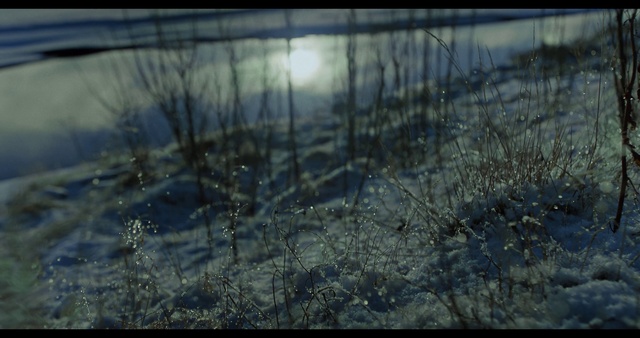 Video Reference: Nature, Water, Reflection, Atmosphere, Sky, Tree, Grass family, Sunlight, Photography, Grass