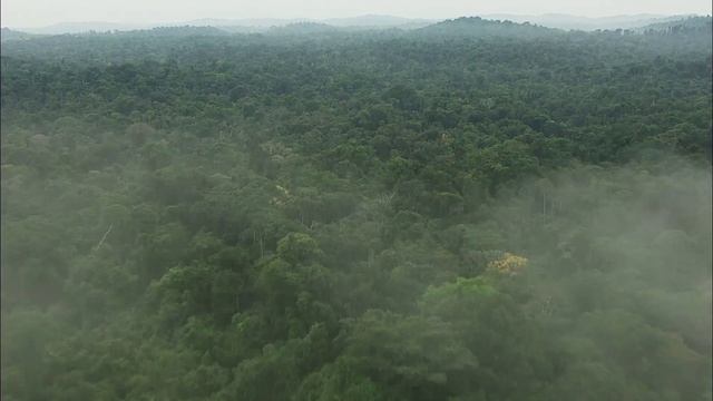 Video Reference: Vegetation, Hill station, Atmospheric phenomenon, Green, Rainforest, Forest, Tropical and subtropical coniferous forests, Aerial photography, Biome, Haze