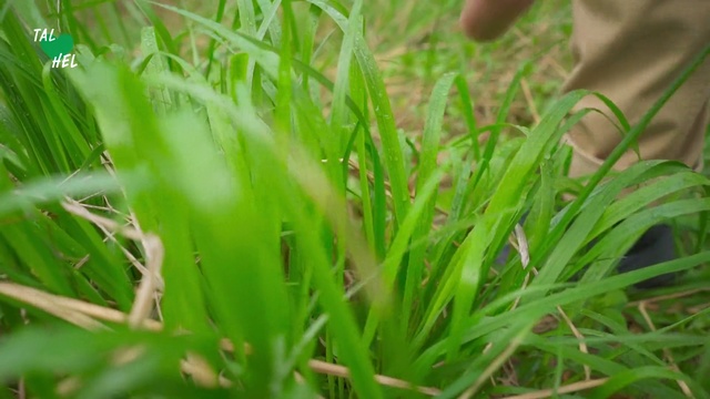 Video Reference: Grass, Plant, Green, Sweet grass, Hierochloe, Wheatgrass, Terrestrial plant, Grass family, Leaf, Chrysopogon zizanioides