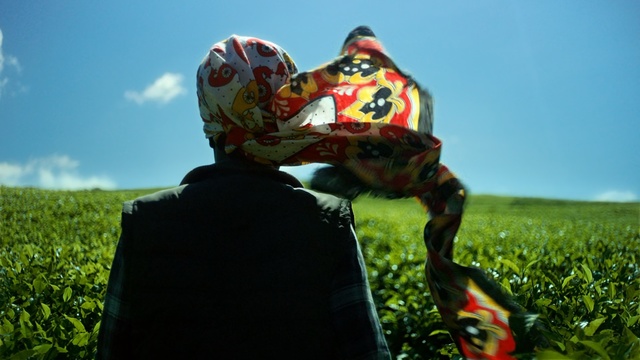 Video Reference: vertebrate, grass, amphibian, sky, tree, Person