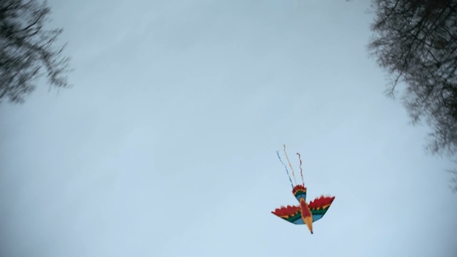 Video Reference: Winter, Snow, Sky, Leaf, Twig, Branch, Plant, Organism, Tree, Freezing