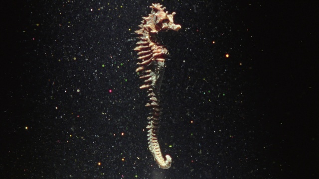 Video Reference: Syngnathiformes, Seahorse, Organism, Marine biology, Science