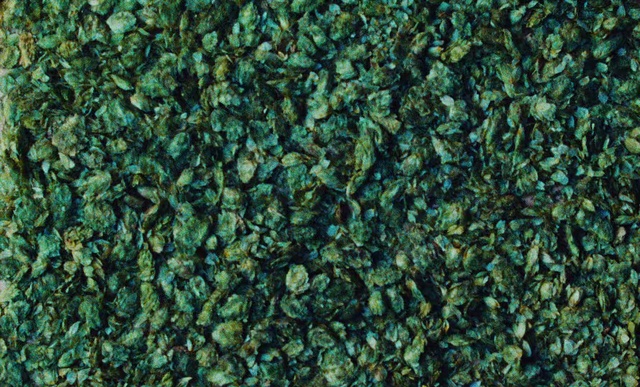 Video Reference: Green, Plant, Pattern, Outdoor, Grass, Sitting, Large, Standing, Food, Table, Forest, Apple, White, Holding, Man, Fruit, Field, Red, Blue, Group, People, Nature, Reef