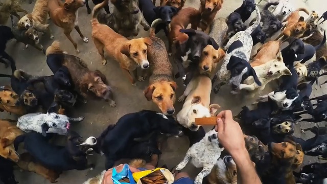 Video Reference: dog, dog like mammal, snout, crowd, dog breed, Person