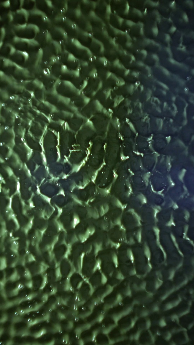 Video Reference: Green, Water, Brain coral, Pattern, Organism, Close-up, Macro photography, Plant