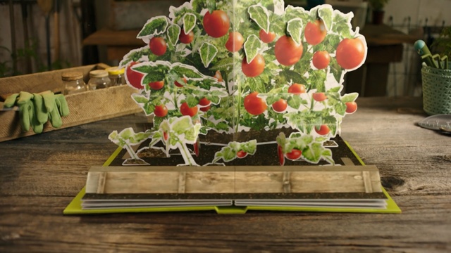 Video Reference: Flower, Flowerpot, Floral design, Plant, Floristry, Flower Arranging, Bouquet, Cut flowers, Houseplant, Centrepiece