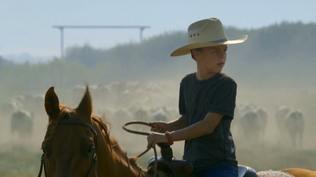 Video Reference: horse, western riding, rein, cowboy, horse like mammal, pack animal, ranch, bridle, headgear, mustang horse, Person