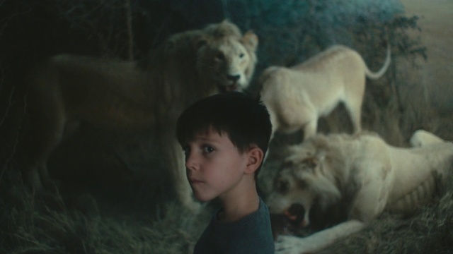 Video Reference: Lion, Felidae, Nose, Child, Wildlife, Zoo, Big cats, Adaptation, Carnivore, Fur