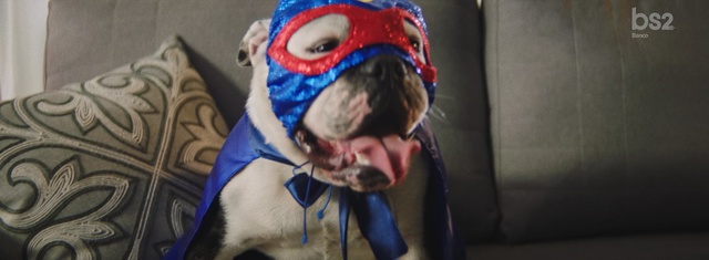 Video Reference: Dog, Canidae, Snout, Pug, Dog breed, American pit bull terrier, Non-Sporting Group, Boston terrier, Carnivore, Pit bull