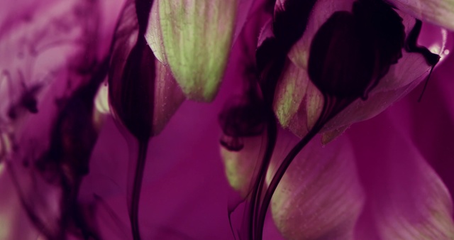 Video Reference: Pink, Purple, Violet, Magenta, Petal, Red, Flower, Close-up, Plant, Photography
