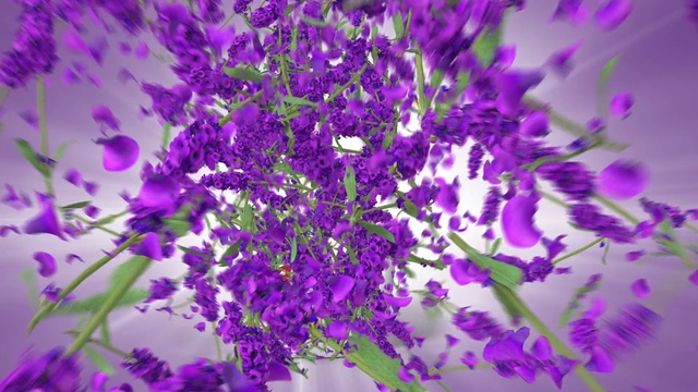 Video Reference: Lavender, Violet, Purple, Lilac, Flower, Plant, Lavender, Flowering plant, Wildflower, Violet family