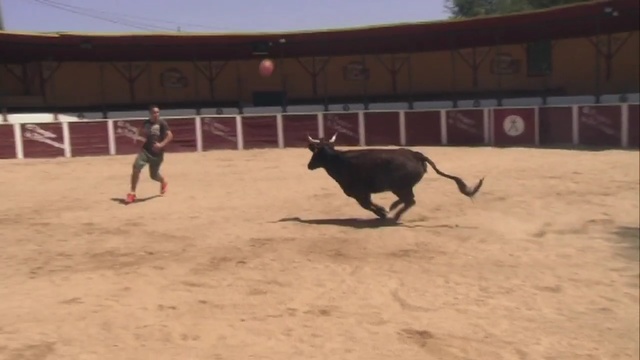 Video Reference: bull, placental, horse, mammal, pen, animal, vertebrate