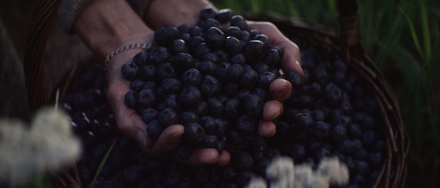 Video Reference: fruit, blackberry, berry, produce, bilberry, still life photography