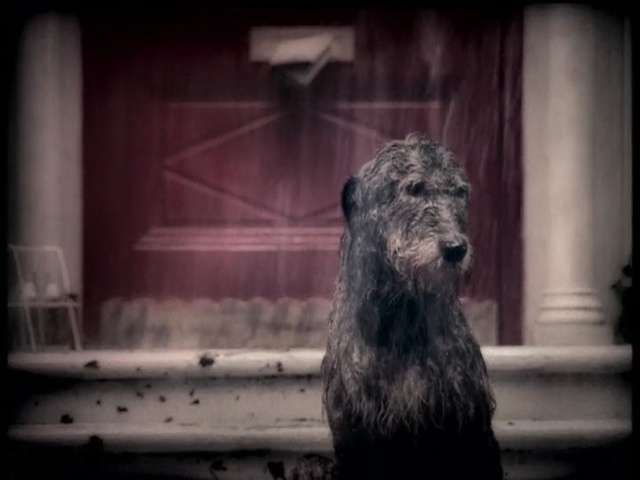 Video Reference: dog like mammal, dog breed, mammal, dog, snout, black and white, scottish deerhound, miniature schnauzer, schnauzer, darkness