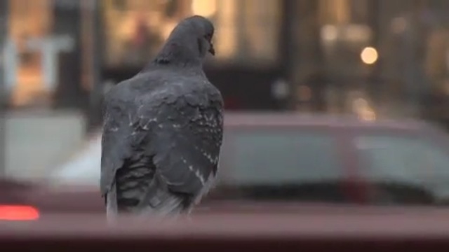 Video Reference: beak, bird, pigeons and doves
