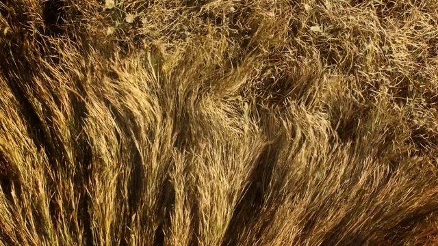 Video Reference: Hair, Grass, Brown, Grass, Plant, Fur, Straw, Tree, Field, Food grain