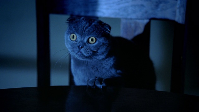 Video Reference: Cat, Small to medium-sized cats, Felidae, Blue, Whiskers, Scottish fold, Eye, Carnivore, Snout, British shorthair