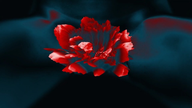 Video Reference: Flowering plant, Petal, Red, Flower, Plant, Macro photography, Close-up, Still life photography, Photography, Pink family