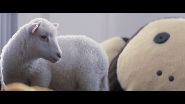 Video Reference: Vertebrate, Sheep, Mammal, Sheep, Cow-goat family, Snout, Livestock, Stuffed toy, Goats, Person