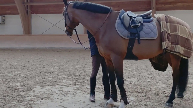 Video Reference: Horse, Halter, Bridle, Mammal, Rein, Vertebrate, Horse tack, Horse supplies, Saddle, Horse harness, Person