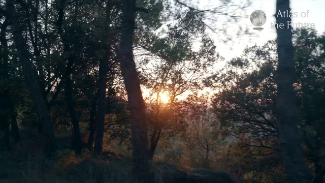 Video Reference: Tree, Nature, Forest, Natural environment, Sunlight, Woodland, Atmospheric phenomenon, Sky, Branch, Morning