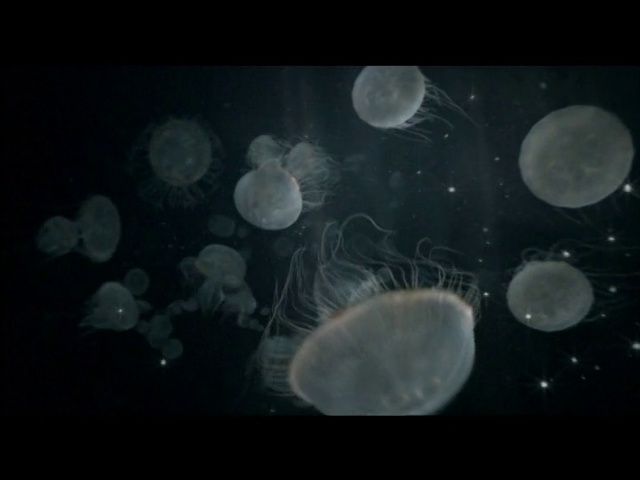 Video Reference: Jellyfish, Organism, Cnidaria, Bioluminescence, Marine invertebrates, Marine biology, Water, Atmosphere, Invertebrate, Space, Person