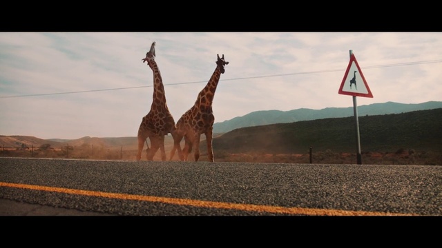 Video Reference: Giraffe, Giraffidae, Wildlife, Terrestrial animal, Sky, Adaptation, Tree, Road, Photography, Screenshot