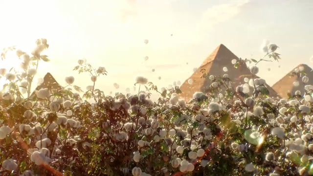 Video Reference: sky, morning, leaf, sunlight, flora, agriculture, tree, crop, spring, field