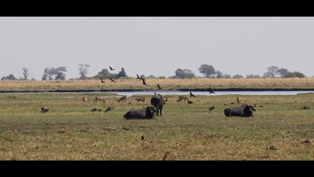 Video Reference: herd, ecosystem, pasture, grassland, plain, wildlife, prairie, savanna, field, safari
