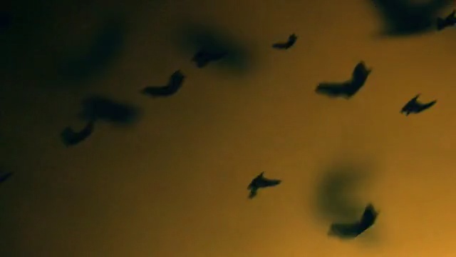 Video Reference: Sky, Yellow, Flock, Leaf, Bird migration, Animal migration, Bird, Shadow, Fly, Cloud