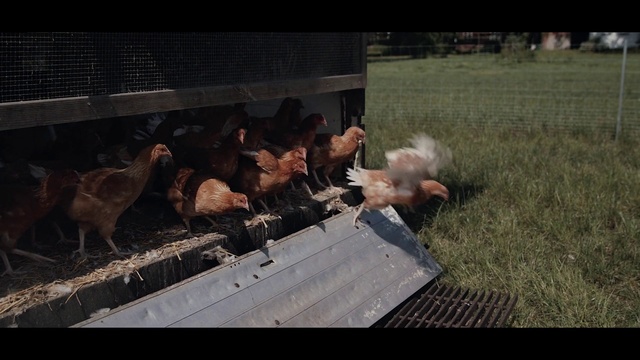 Video Reference: Screenshot, Fun, Photography, Landscape, Farm