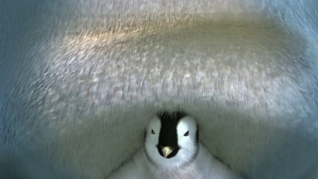 Video Reference: Flightless bird, Bird, Close-up, Nose, Emperor penguin, Penguin, Eye, Beak, Snout, Adaptation