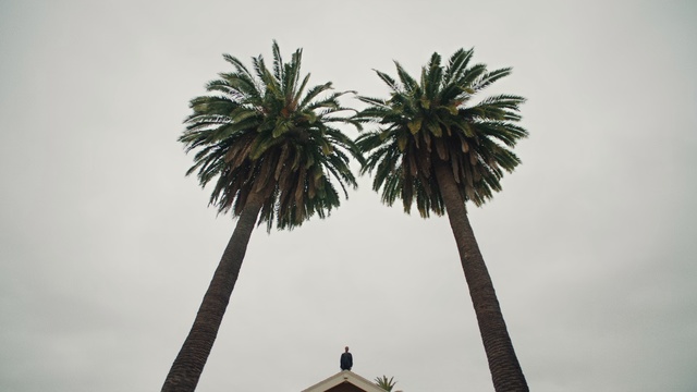 Video Reference: Tree, Palm tree, Arecales, Woody plant, Plant, Desert Palm, Borassus flabellifer, Date palm, Sky, Fruit