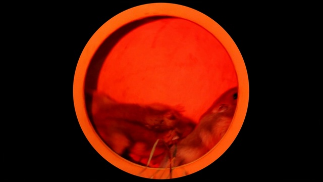 Video Reference: red, orange, macro photography, circle, organism, still life photography, computer wallpaper