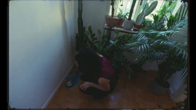 Video Reference: Floor, Hardwood, Green, Property, Flooring, Houseplant, Snapshot, Wall, House, Tree