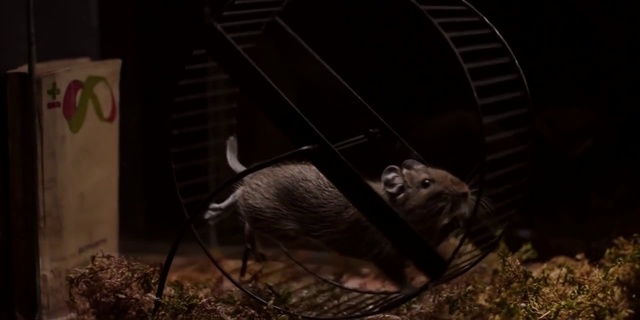 Video Reference: Rat, Muridae, Rodent, Wildlife, Degu, Muroidea, Darkness, Organism, Gerbil, Photography