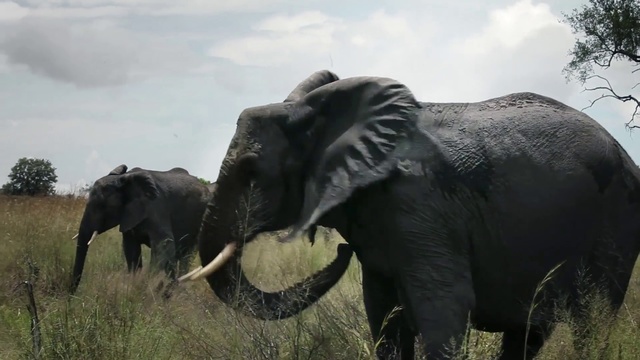 Video Reference: Elephant, Elephants and Mammoths, Terrestrial animal, Mammal, Vertebrate, Indian elephant, Wildlife, African elephant, Safari, Tusk