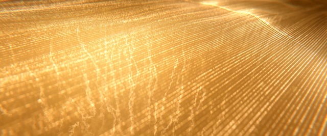 Video Reference: yellow, light, wood, macro photography, close up, sunlight, atmosphere, sky, line, grass family