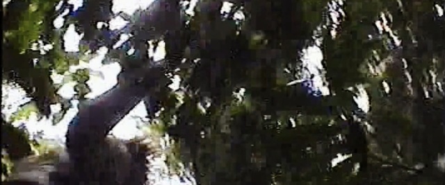 Video Reference: Tree, Branch, Nature, Vegetation, Light, Leaf, Natural environment, Plant, Sunlight, Woody plant