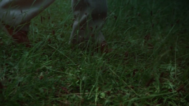 Video Reference: green, grass, ecosystem, wildlife, fauna, grass family, leaf, plant, flora, lawn