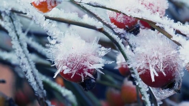 Video Reference: winter, frost, freezing, snow, branch, blossom, plant, spring