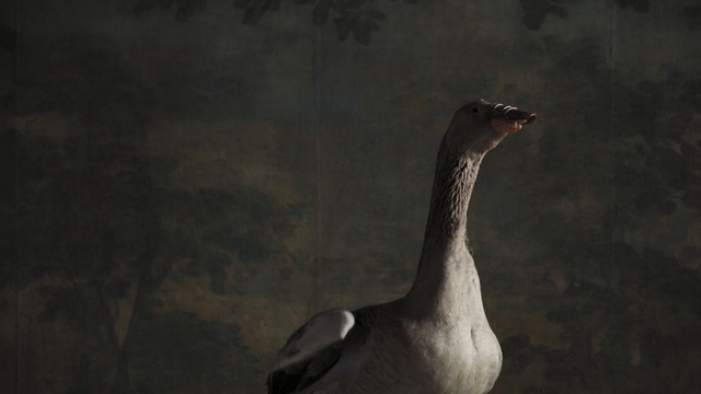 Video Reference: Bird, Vertebrate, Beak, Water bird, Duck, Goose, Waterfowl, Ducks, geese and swans, Wildlife, Adaptation