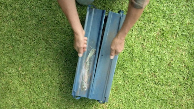 Video Reference: Grass, Green, Lawn, Grass family, Plant