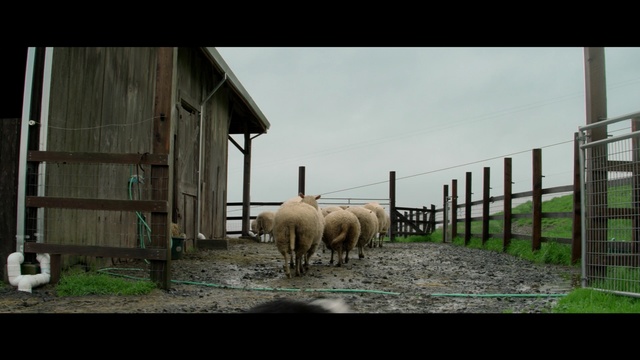 Video Reference: fauna, sheep, sheep, livestock, grass, zoo, pasture, farm, snout, wildlife