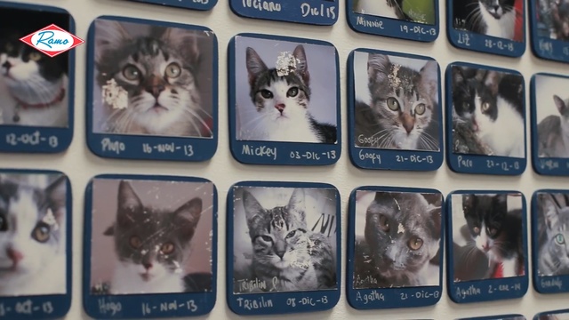 Video Reference: cat like mammal, cat, font