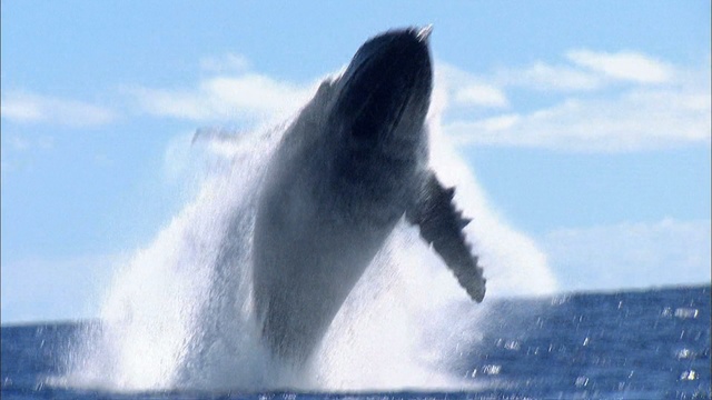 Video Reference: marine mammal, mammal, whales dolphins and porpoises, water, whale, wind wave, killer whale, wildlife, humpback whale, ocean, Person