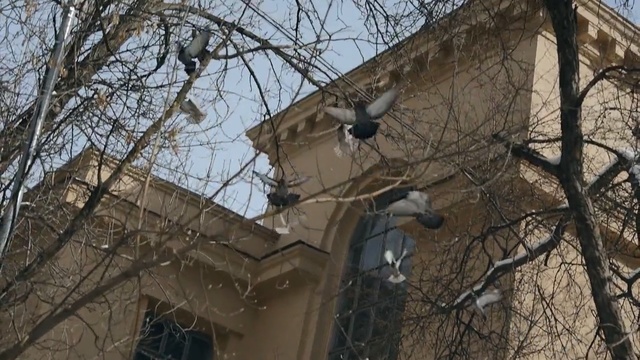 Video Reference: Branch, Tree, Woody plant, Roof, Twig, Plant, House, Building, Person