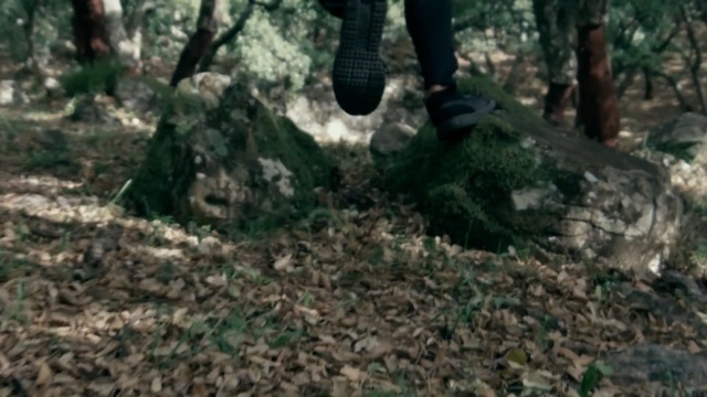 Video Reference: Woodland, Forest, Nature, Natural environment, Tree, Soil, Old-growth forest, Wilderness, Jungle, Leaf