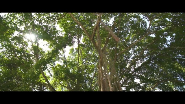 Video Reference: tree, vegetation, ecosystem, branch, forest, leaf, flora, woodland, old growth forest, grove