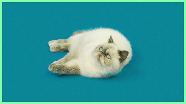 Video Reference: Cat, Small to medium-sized cats, Felidae, Carnivore, Organism, Persian, Fur, Ragdoll, Himalayan, Kitten, Green, Animal, Indoor, Laying, White, Sitting, Lying, Blue, Large, Water, Eyes, Bed, Purple, Text, Mammal, Domestic cat, Colored